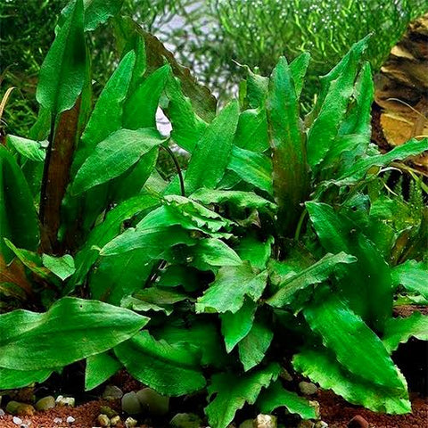Cryptocoryne wendtii "Green"