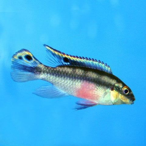 Ciclido Kribensis - Pelvicachromis pulcher