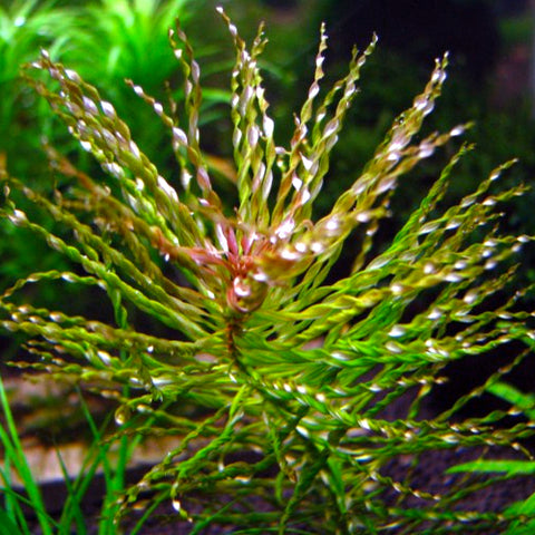 Ludwigia inclinata "Curly Tornado" (X3)