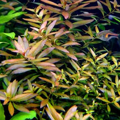  AQUAPLANTASMX - Ludwigia repens "narrow" - Plantas