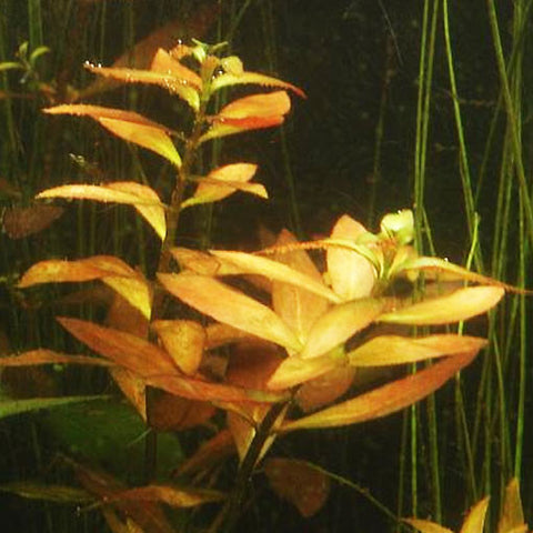 Ludwigia repens "narrow" (x3), Plantas - AQUAPLANTAS - 3