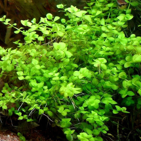  AQUAPLANTASMX - Micranthemum umbrosum - Plantas