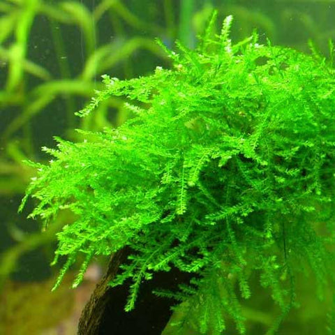 Moss Tortugas Verde/musgo Acuario Plantas Red Red Aquascaping Decoración De Camarones - España