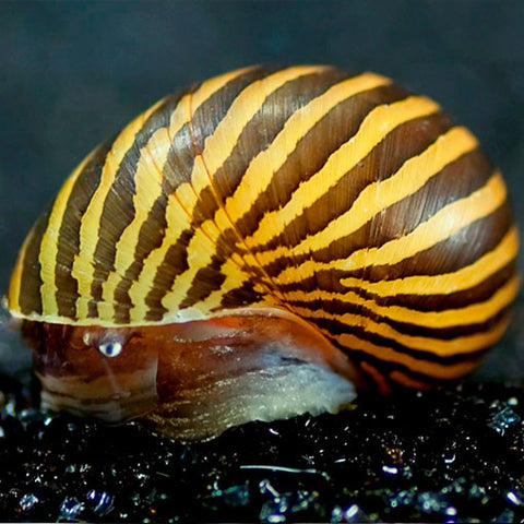  AQUAPLANTASMX - Neritina Natalensis adulto - Caracoles