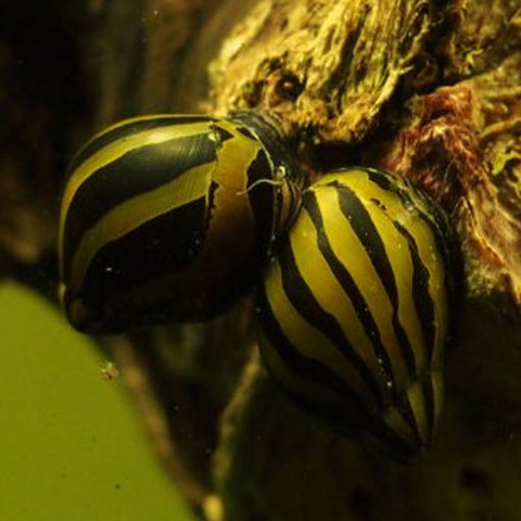  AQUAPLANTASMX - Neritina Natalensis adulto - Caracoles