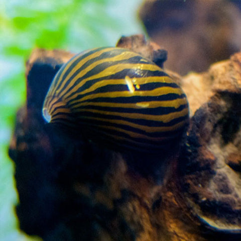  AQUAPLANTASMX - Neritina Natalensis adulto - Caracoles