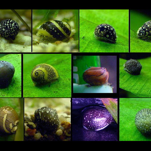 Neritina virginea AQUAPLANTAS