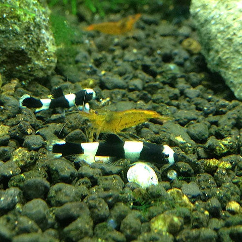 Locha Panda - Yaoshania pachychilus