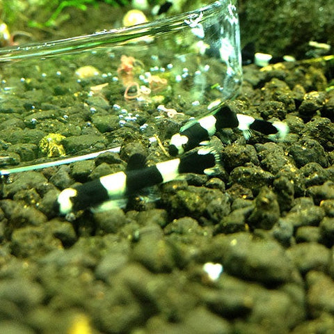 Locha Panda - Yaoshania pachychilus