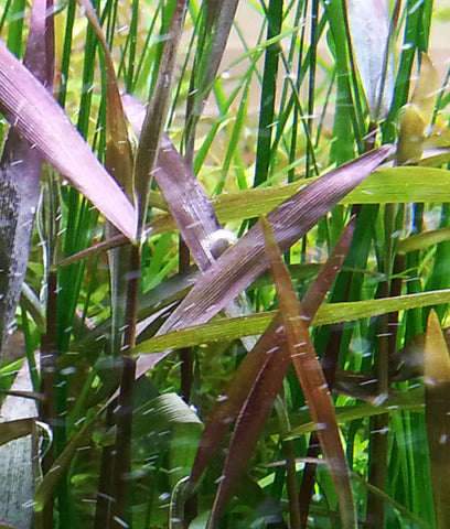  AQUAPLANTASMX - Poaceae sp. Purple Bamboo - Plantas