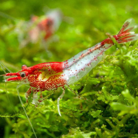 Neo. heteropoda - Red Rili, camarones - AQUAPLANTAS - 2