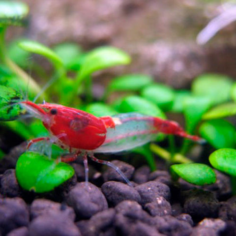 Neo. heteropoda - Red Rili, camarones - AQUAPLANTAS - 3