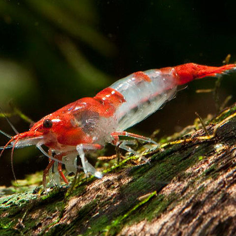 Neo. heteropoda - Red Rili, camarones - AQUAPLANTAS - 1