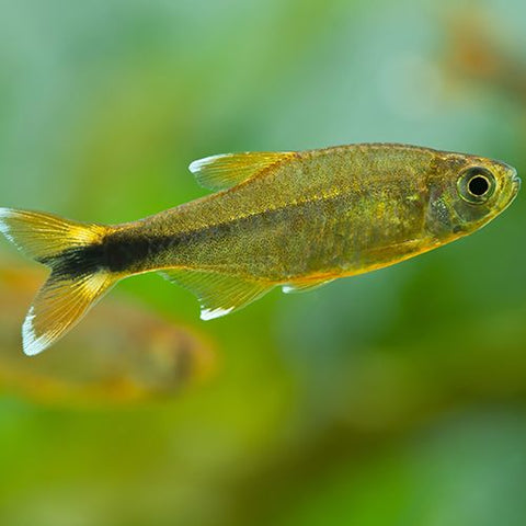 10 X Tetra Cobre - Hasemania nana