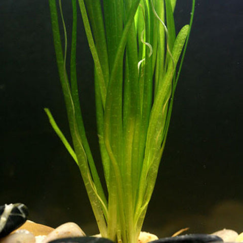  AQUAPLANTASMX - Vallisneria spiralis (X3) - Plantas
