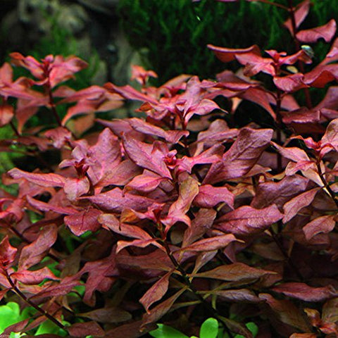Ludwigia "Mini Super Red"
