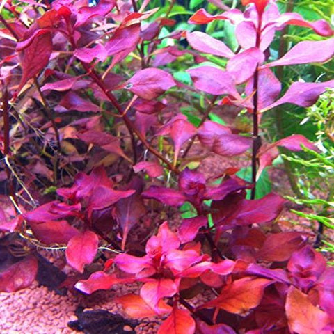 Ludwigia "Mini Super Red"