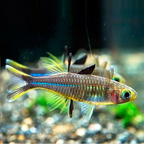 5 X Arcoiris de Celebes - Marosatherina ladigesi