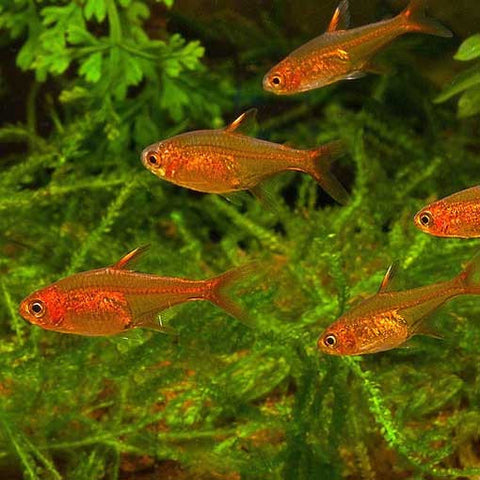 10 X Tetra Ambar - Hyphessobrycon amandae, tetra - AQUAPLANTAS - 1