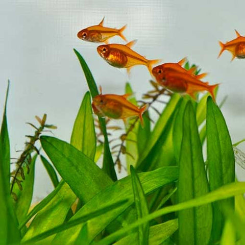 10 X Tetra Ambar - Hyphessobrycon amandae, tetra - AQUAPLANTAS - 2