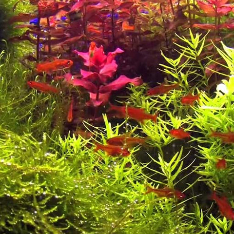 10 X Tetra Ambar - Hyphessobrycon amandae, tetra - AQUAPLANTAS - 3