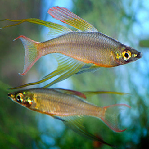5x Iriatherina werneri, tetra - AQUAPLANTAS - 2
