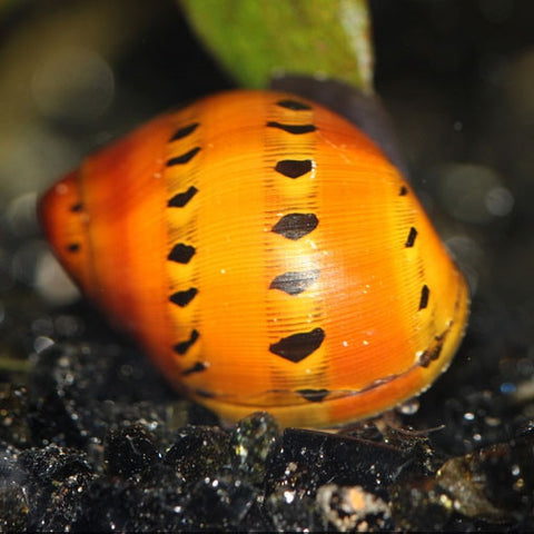  AQUAPLANTASMX - Vittina semiconica adulto - Caracoles