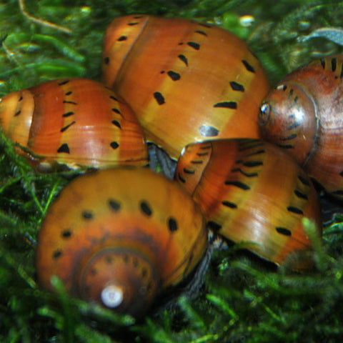  AQUAPLANTASMX - Vittina semiconica adulto - Caracoles